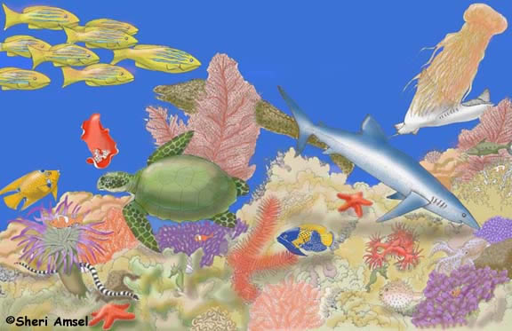 barrier reef